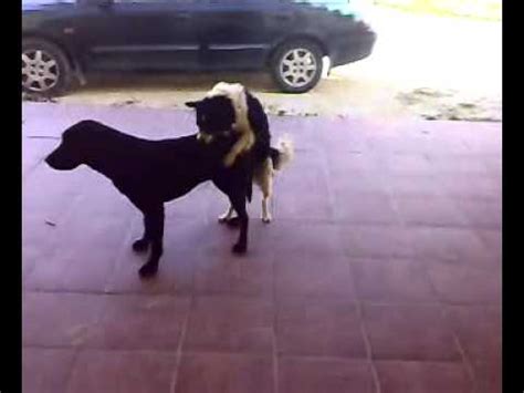 dos perros follando